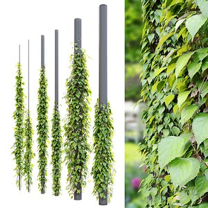Vine plant 03