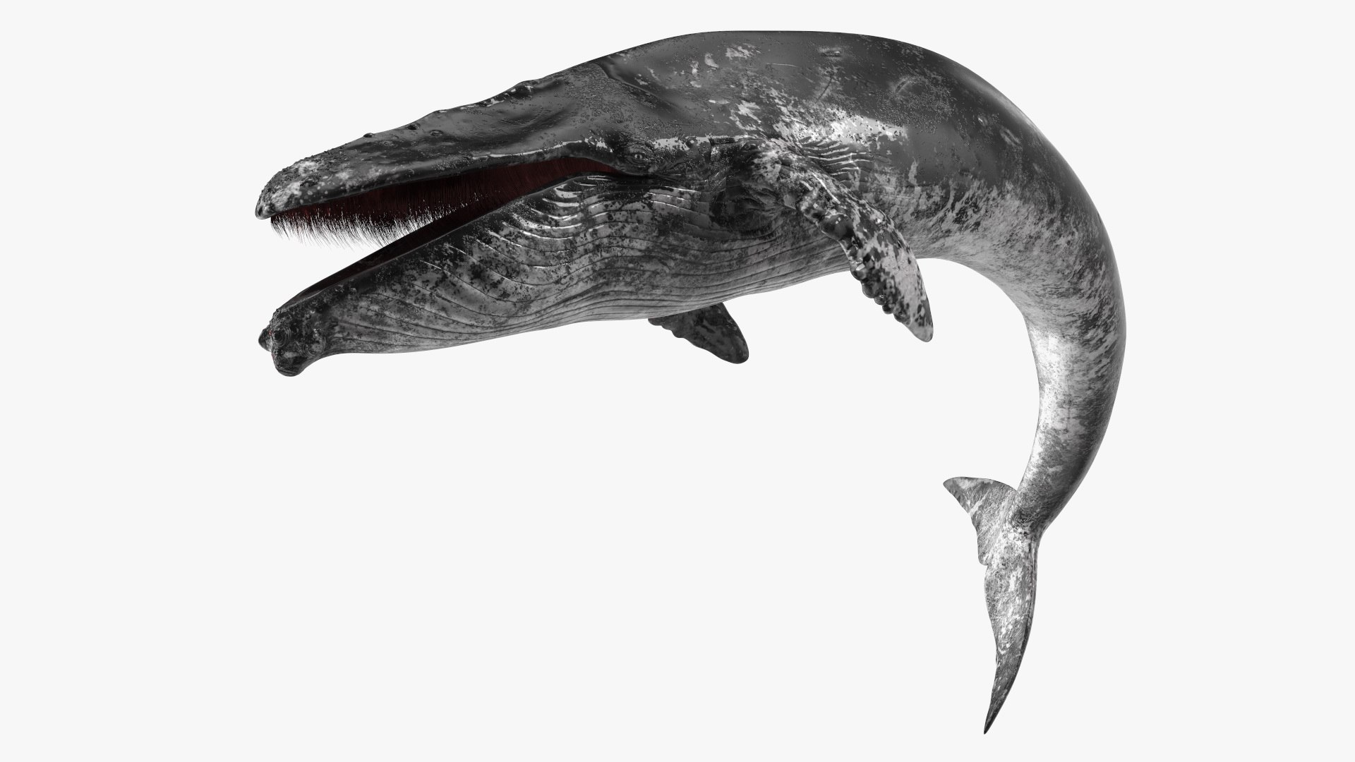 Old Blue Whale Resting Pose Fur 3D model preview