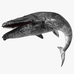 Old Blue Whale Resting Pose Fur