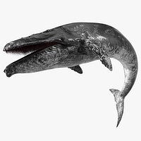 Old Blue Whale Resting Pose Fur