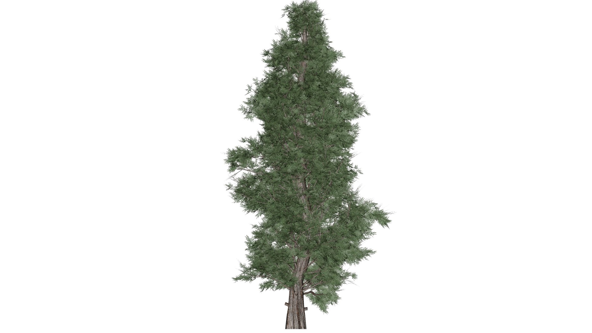 Eastern Red Cedar Tree - 09 - 3D Model - TurboSquid 2373447