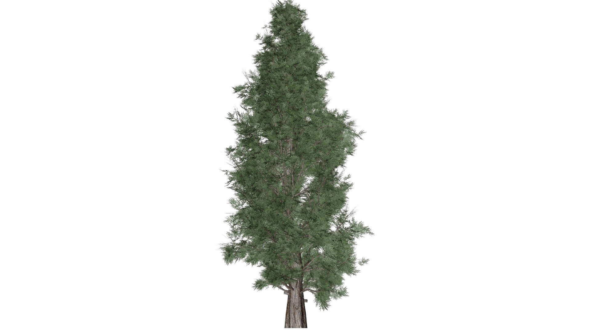 Eastern Red Cedar Tree - 09 - 3D Model - TurboSquid 2373447