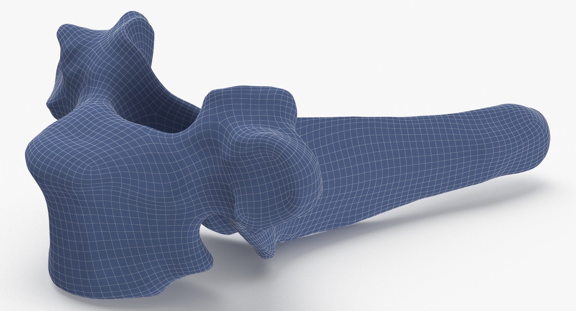 3D Model Bear Ursus Thoracic Vertebrae T2 - TurboSquid 2122385