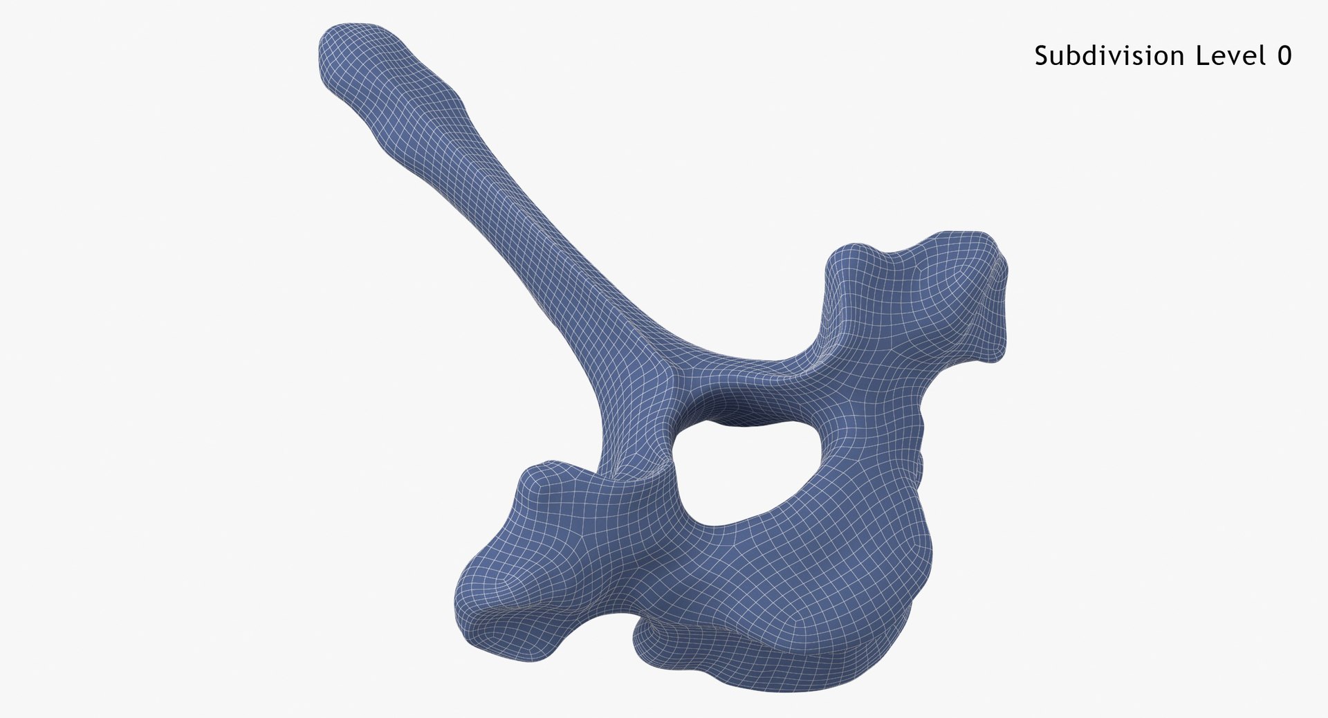3D model Bear Ursus Thoracic Vertebrae T2 - TurboSquid 2122385