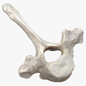 3D model Bear Ursus Thoracic Vertebrae T2