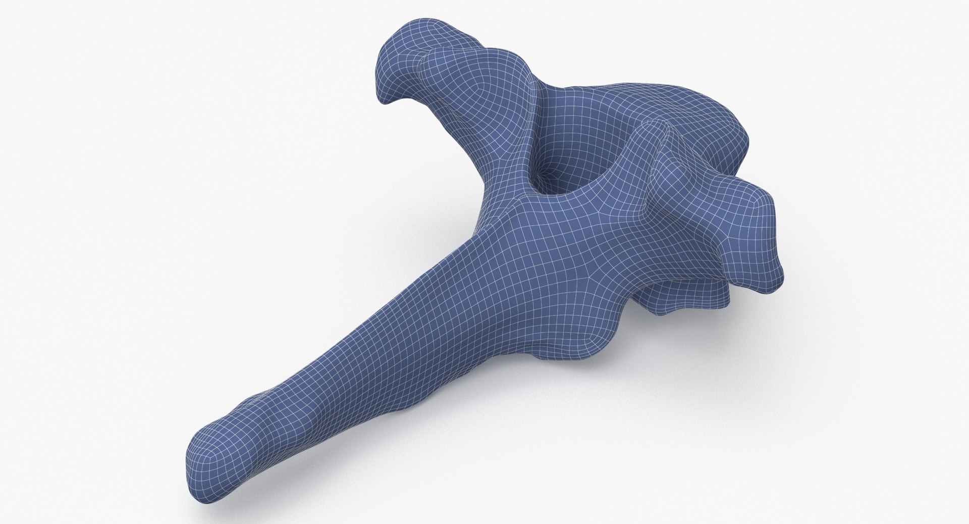 3D Model Bear Ursus Thoracic Vertebrae T2 - TurboSquid 2122385