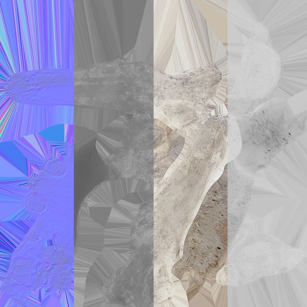 곰 우르수스 흉추 T2 3D 모델 - TurboSquid 2122385