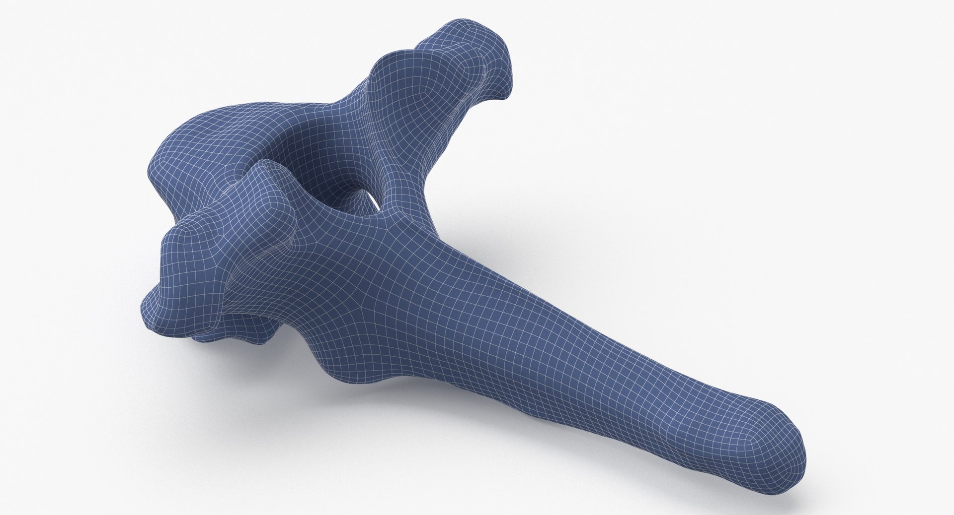3D Model Bear Ursus Thoracic Vertebrae T2 - TurboSquid 2122385