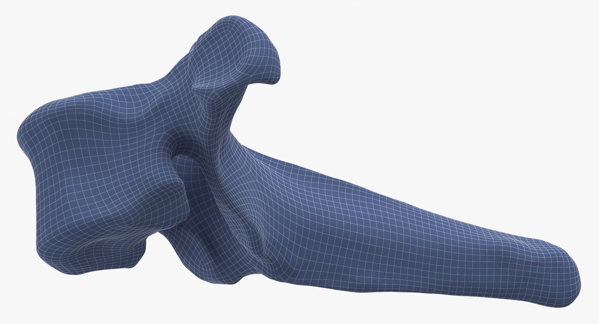 3D Model Bear Ursus Thoracic Vertebrae T2 - TurboSquid 2122385