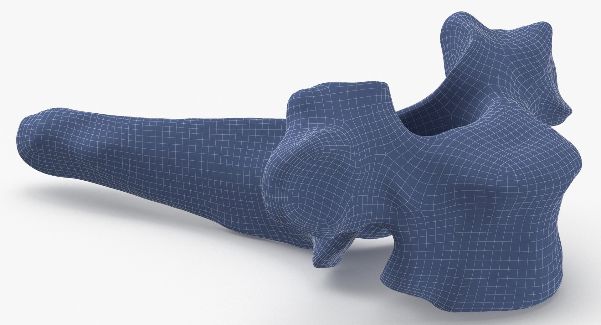 3D Model Bear Ursus Thoracic Vertebrae T2 - TurboSquid 2122385