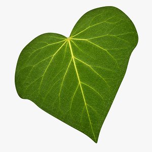 Ivy leaf model