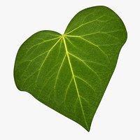 Ivy leaf