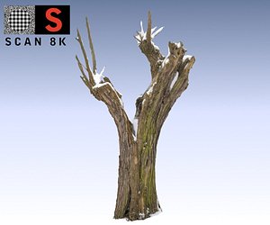 willow snow 3d model
