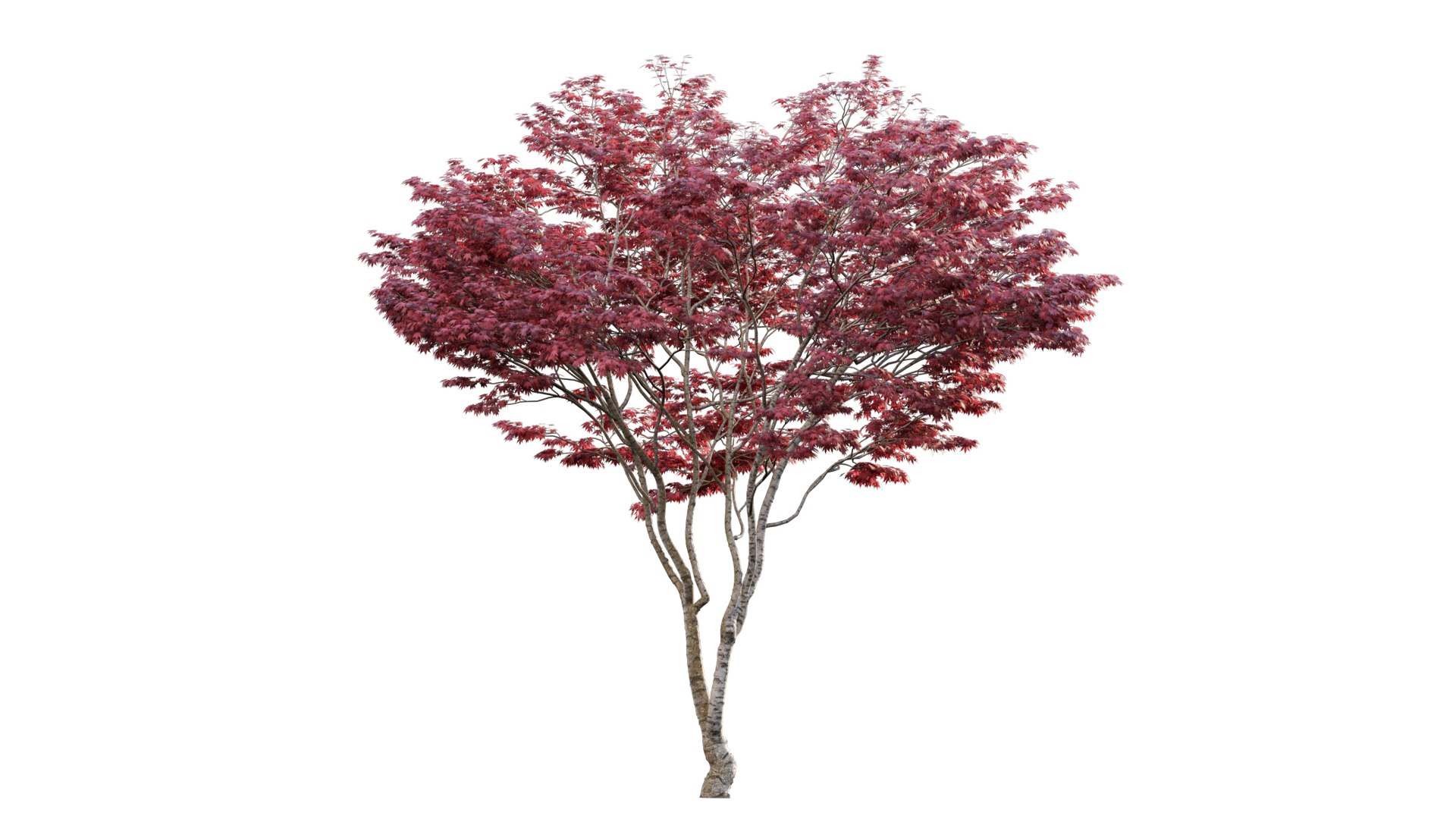Japanese maple - Acer palmatum 01 3D model https://p.turbosquid.com/ts-thumb/Mw/n9EaxL/Zy/3dtree_acerpalmatum_01_03/jpg/1637659493/1920x1080/fit_q87/e5c10cf051d6dfb485f8ea54cd07093c768907e2/3dtree_acerpalmatum_01_03.jpg