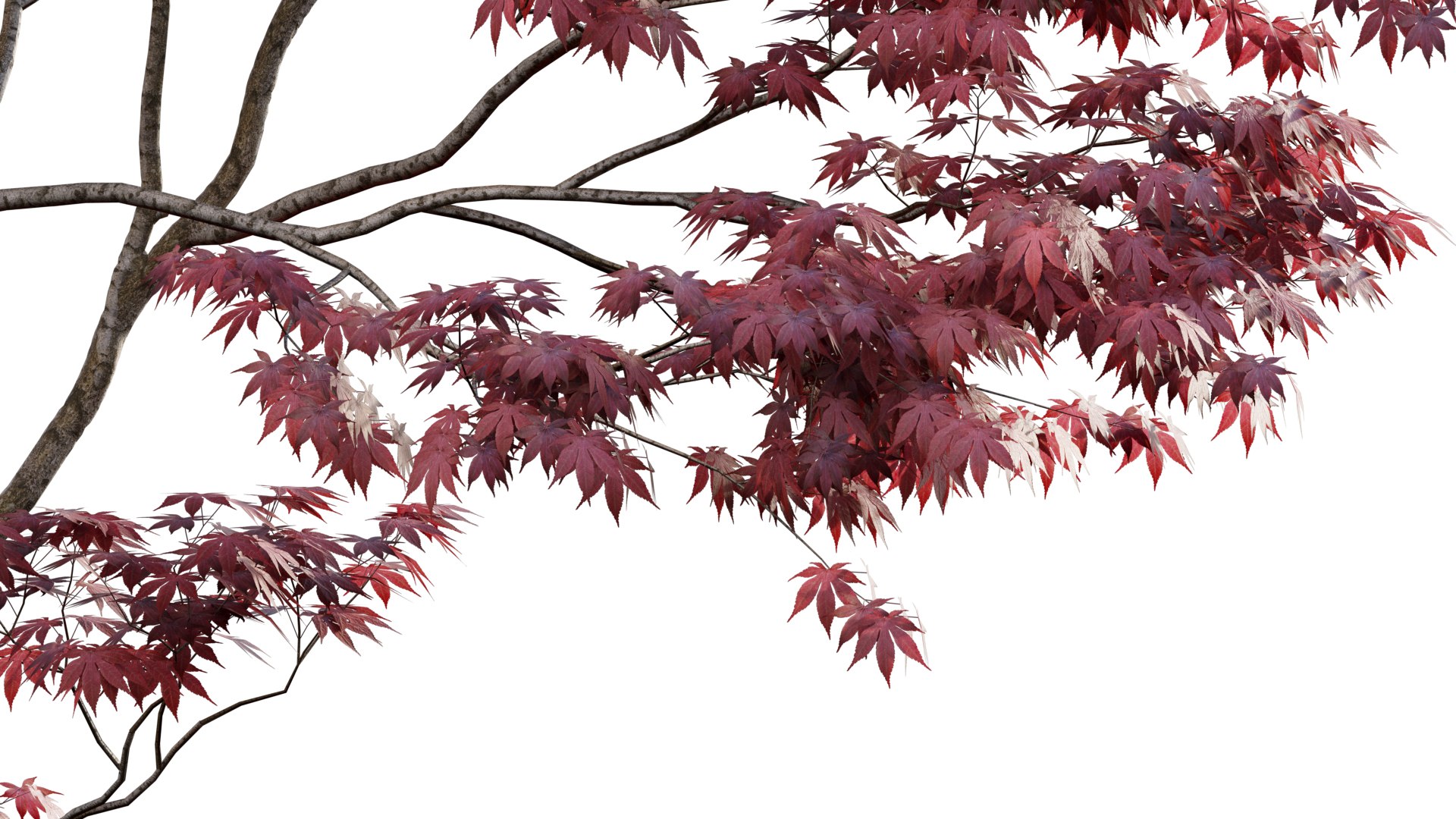 Japanese maple - Acer palmatum 01 3D model https://p.turbosquid.com/ts-thumb/Mw/n9EaxL/l9/3dtree_acerpalmatum_01_02/jpg/1637659494/1920x1080/fit_q87/9d44eeb51ccc1ab92d56c4d02be9d986f904eee3/3dtree_acerpalmatum_01_02.jpg