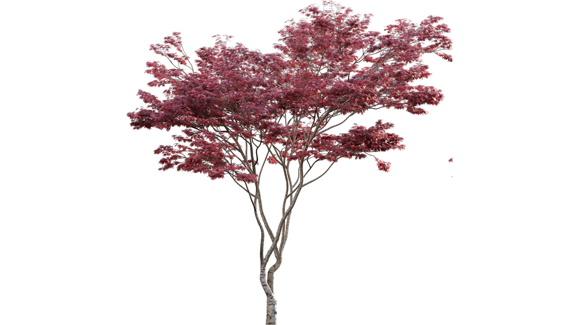 Japanese maple - Acer palmatum 01 3D model https://p.turbosquid.com/ts-thumb/Mw/n9EaxL/pG/3dtree_acerpalmatum_01_04/jpg/1637659493/1920x1080/fit_q87/c2aa46d9bbe31912122426b4ce6eb4e5da96a397/3dtree_acerpalmatum_01_04.jpg