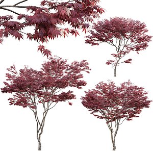 Japanese maple - Acer palmatum 01 3D model