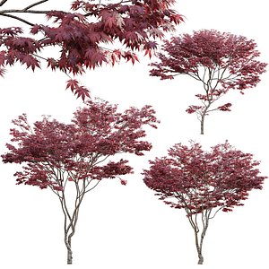 Japanese maple - Acer palmatum 01