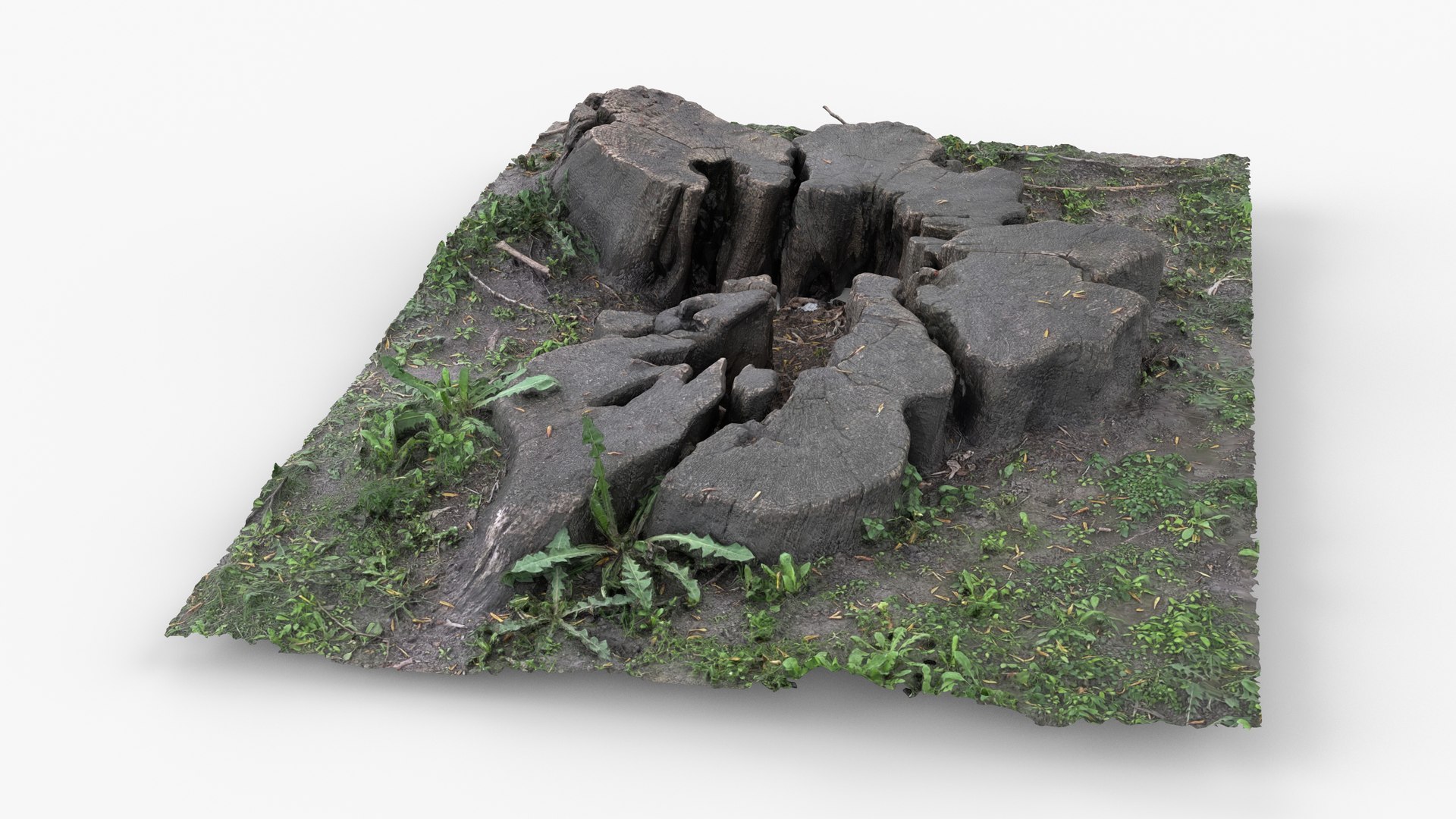Photorealistic 3D scan of Tree Sawed Stump 3D model https://p.turbosquid.com/ts-thumb/Mw/pAeD7L/9o/view_030001/jpg/1745918604/1920x1080/fit_q87/566d40b3746341a2568fc8724566a0bd7b0f4517/view_030001.jpg