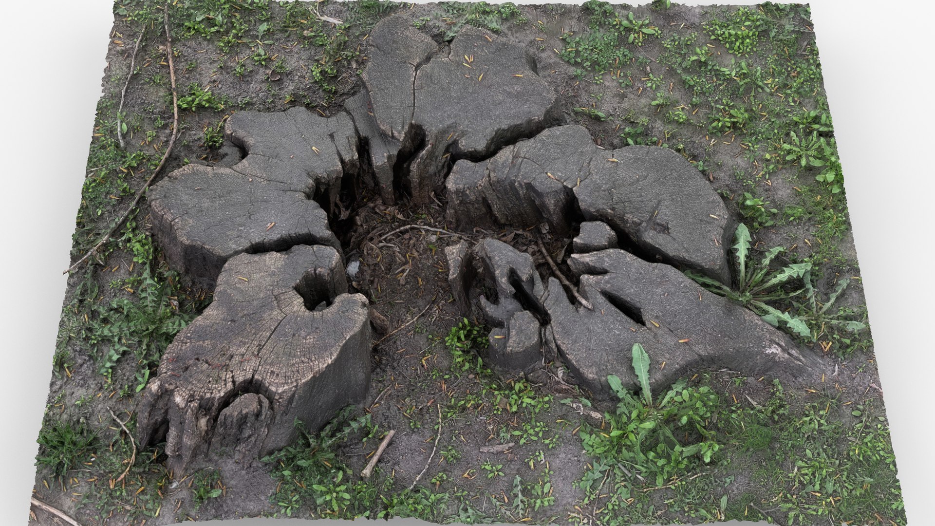 Photorealistic 3D scan of Tree Sawed Stump 3D model https://p.turbosquid.com/ts-thumb/Mw/pAeD7L/9x/view_120001/jpg/1745918611/1920x1080/fit_q87/9279782d35af539c38c2771f506b881223865c47/view_120001.jpg