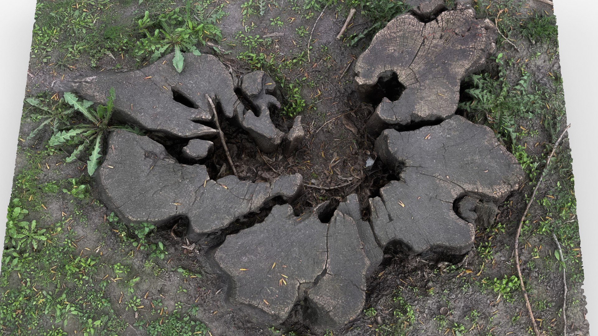 Photorealistic 3D scan of Tree Sawed Stump 3D model https://p.turbosquid.com/ts-thumb/Mw/pAeD7L/Ue/view_110001/jpg/1745918610/1920x1080/fit_q87/2554e7c8e5bddd51fd24a985653daa06ce3de1d4/view_110001.jpg
