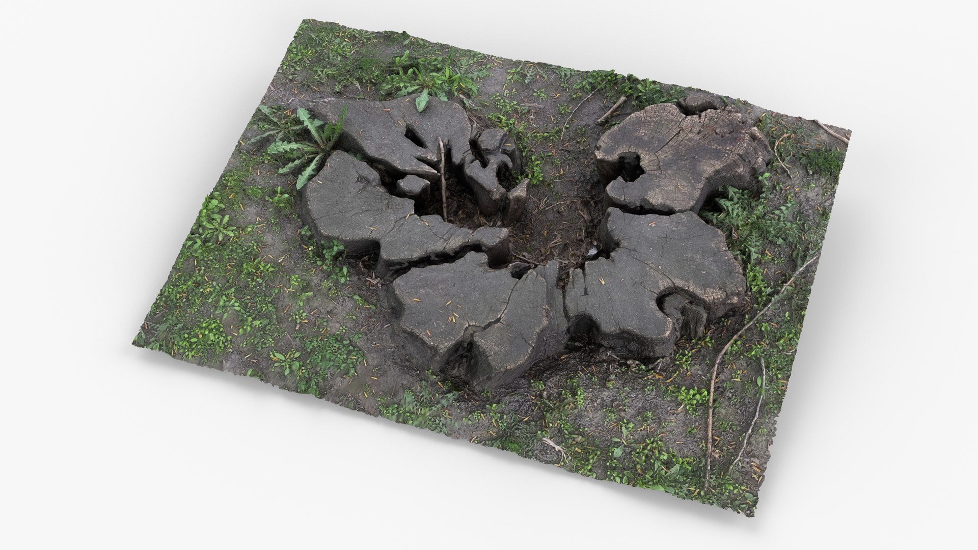 Photorealistic 3D scan of Tree Sawed Stump 3D model https://p.turbosquid.com/ts-thumb/Mw/pAeD7L/YK/view_020001/jpg/1745918604/1920x1080/fit_q87/a252f0bac92d52dabdc444c08a26d092a811c4f3/view_020001.jpg