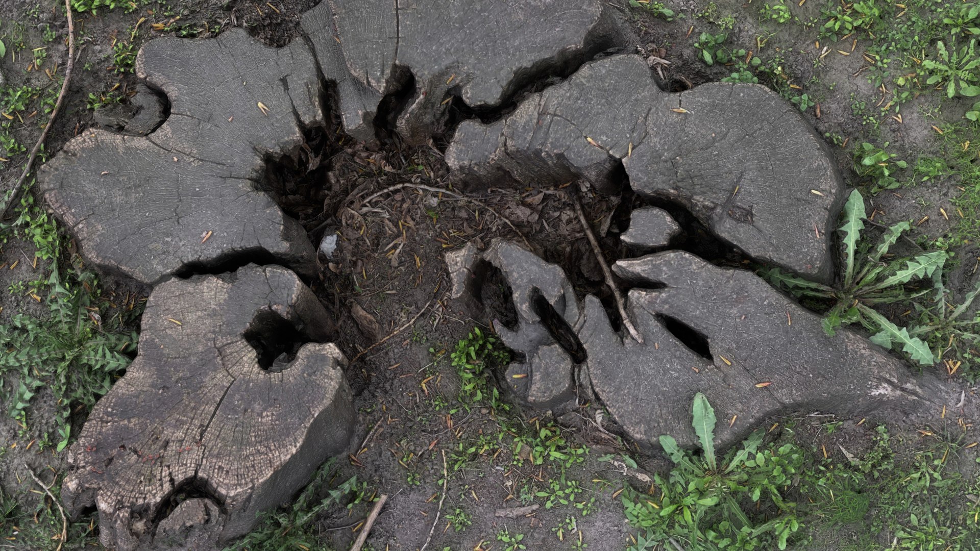 Photorealistic 3D scan of Tree Sawed Stump 3D model https://p.turbosquid.com/ts-thumb/Mw/pAeD7L/m1/view_060001/jpg/1745918607/1920x1080/fit_q87/68e570d82686379d8dbf6de19afd2ef7399a6bbb/view_060001.jpg