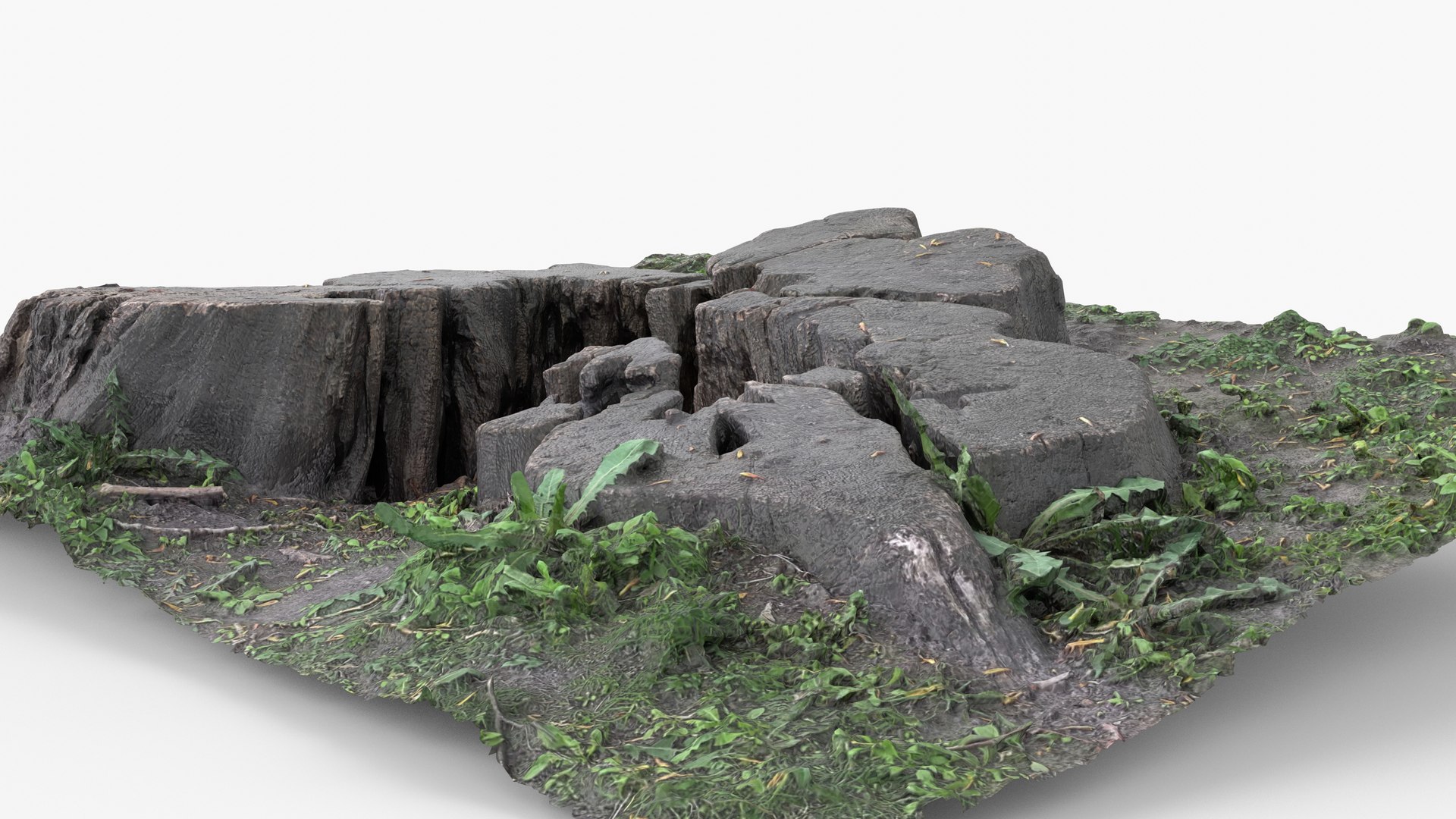 Photorealistic 3D scan of Tree Sawed Stump 3D model https://p.turbosquid.com/ts-thumb/Mw/pAeD7L/vR/view_070001/jpg/1745918607/1920x1080/fit_q87/61beece3cd29a8bdfc0fa3ba4a29da83e7124c7e/view_070001.jpg