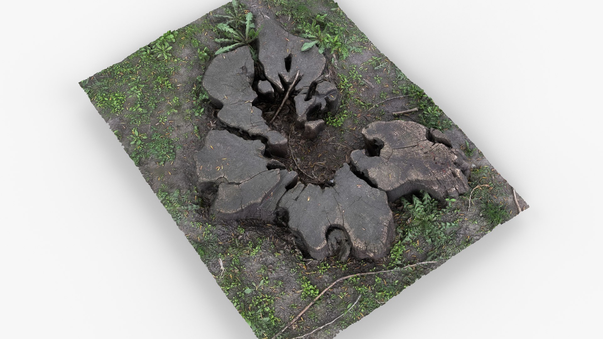 Photorealistic 3D scan of Tree Sawed Stump 3D model https://p.turbosquid.com/ts-thumb/Mw/pAeD7L/vn/view_050001/jpg/1745918606/1920x1080/fit_q87/3b8f51bcecef46e6048602ad32eee7b50348410c/view_050001.jpg
