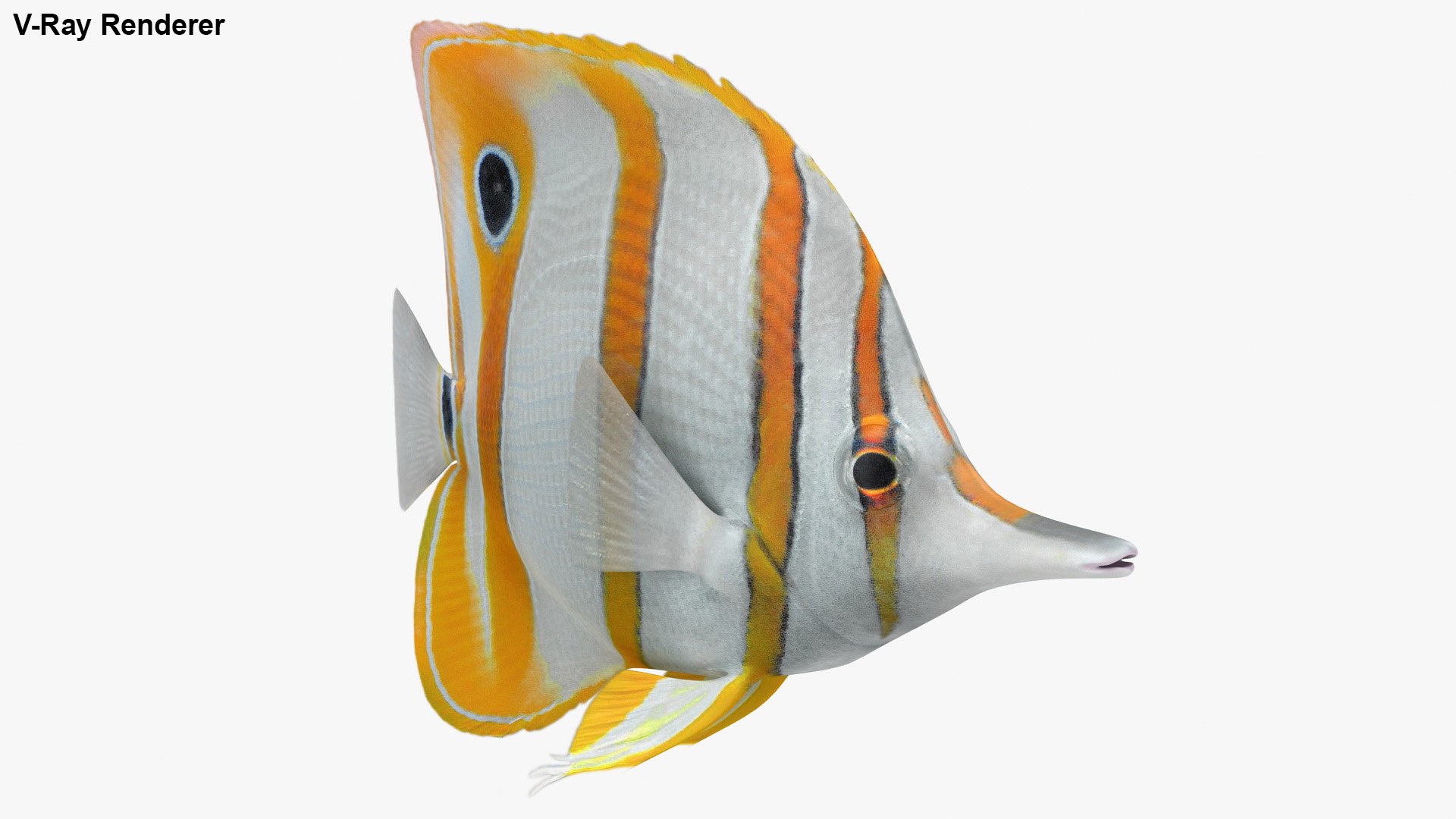 3D Copperband Butterflyfish Animation - TurboSquid 1513870