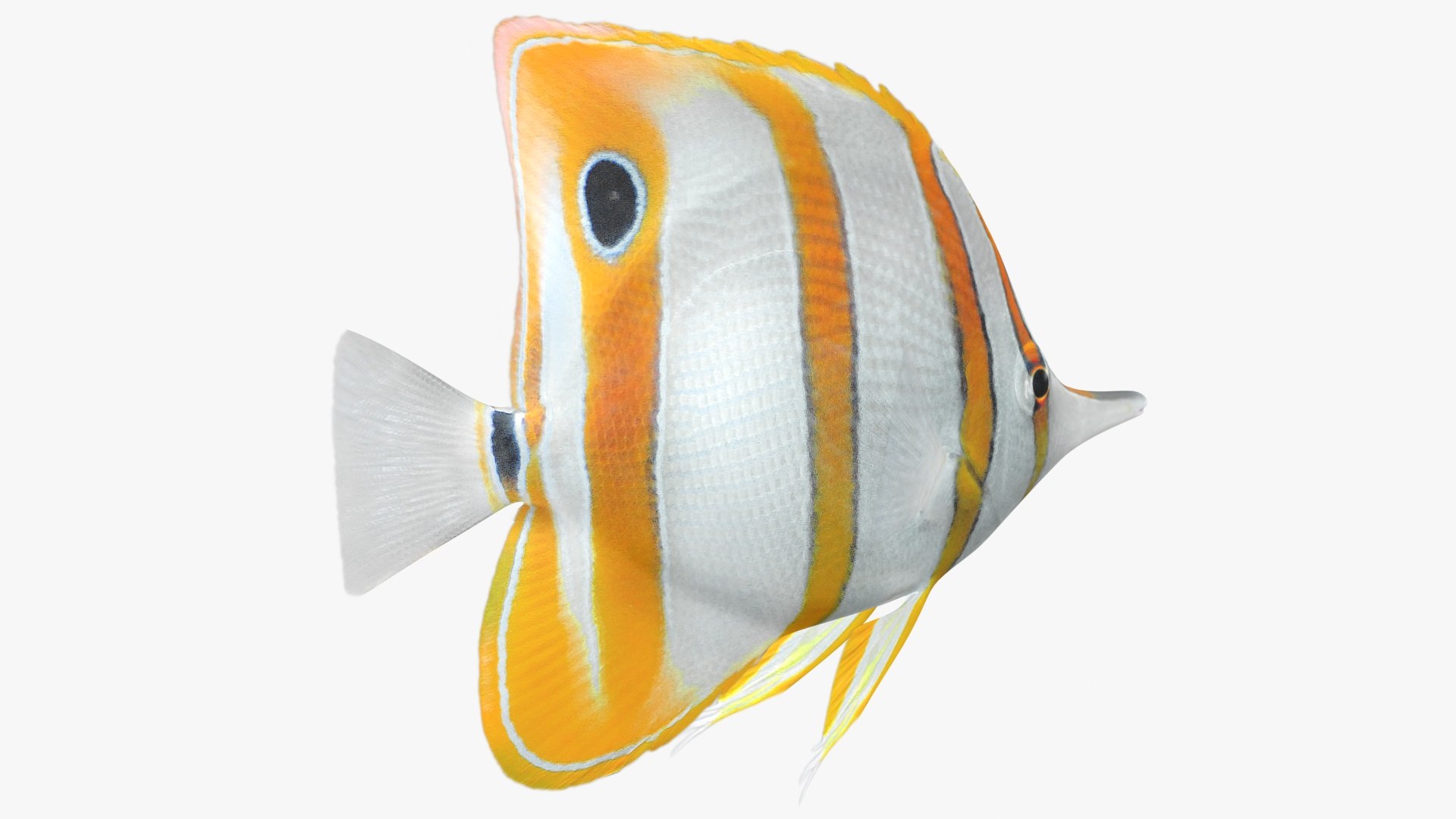 3D Copperband Butterflyfish Animation - TurboSquid 1513870