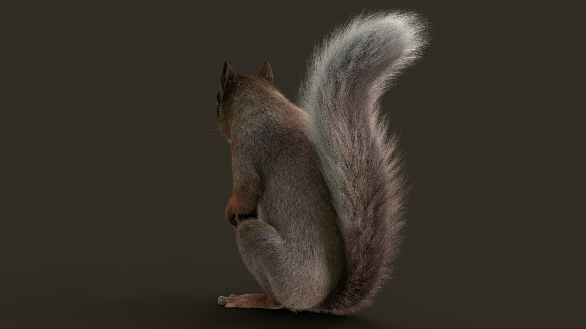 Brown Squirrel Fur 3D model https://p.turbosquid.com/ts-thumb/Mw/vjJR1P/7j/squef/jpg/1750853643/1920x1080/fit_q87/8a2ee64919f074eaf50be6dec84459ddbc8a6f0d/squef.jpg