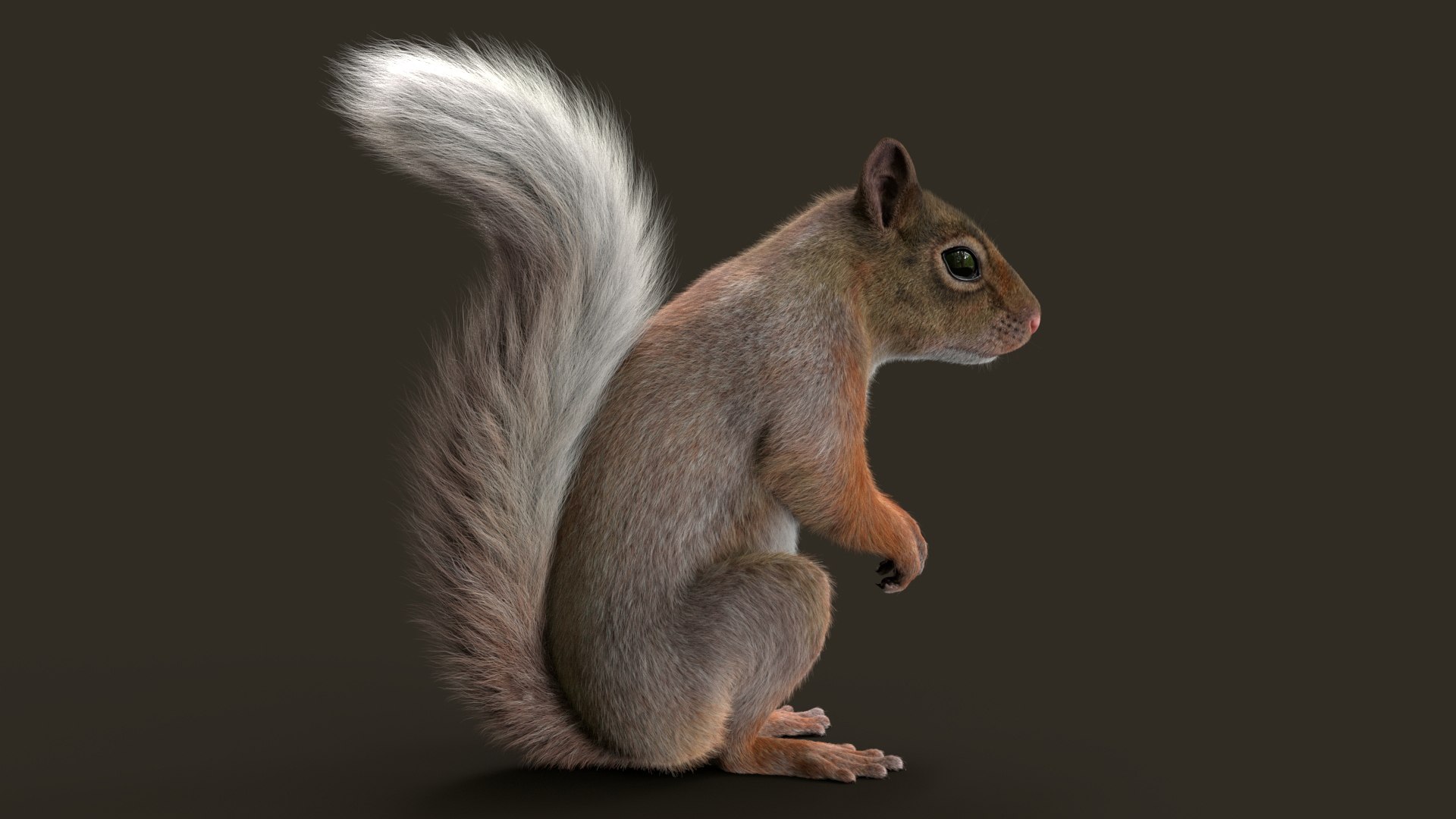 Brown Squirrel Fur 3D model https://p.turbosquid.com/ts-thumb/Mw/vjJR1P/84/squei/jpg/1750853646/1920x1080/fit_q87/ddb49c34d7e1cb7562062add124753c5be01ab96/squei.jpg