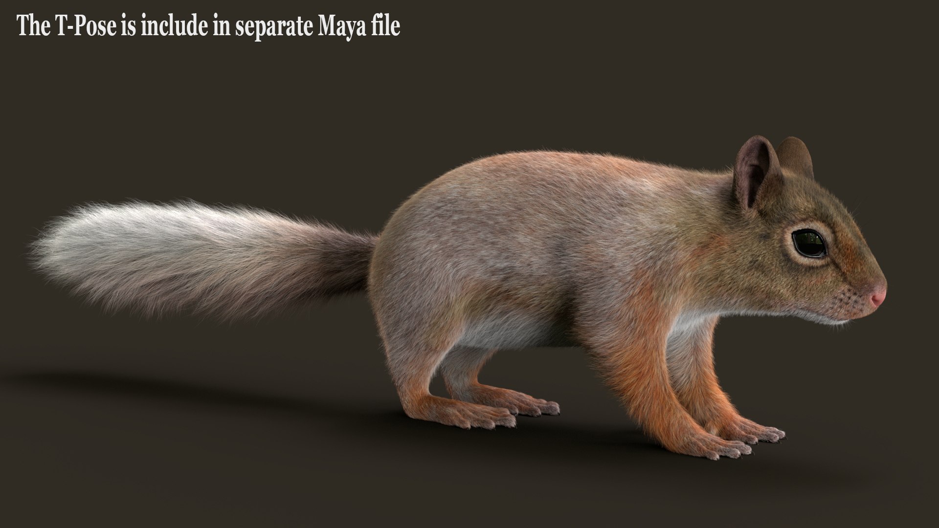 Brown Squirrel Fur 3D model https://p.turbosquid.com/ts-thumb/Mw/vjJR1P/96/squel/jpg/1750860806/1920x1080/fit_q87/5bdf297362e910d003fad37663750b0bf45fcf5b/squel.jpg