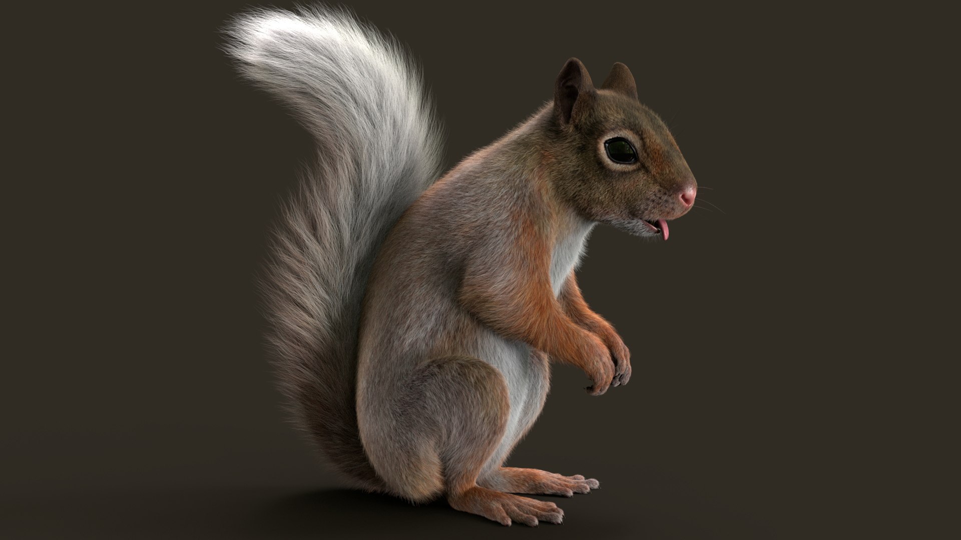 Brown Squirrel Fur 3D model https://p.turbosquid.com/ts-thumb/Mw/vjJR1P/9g/squej/jpg/1750861032/1920x1080/fit_q87/d824db6000318783489080f1d442595aecafaf80/squej.jpg