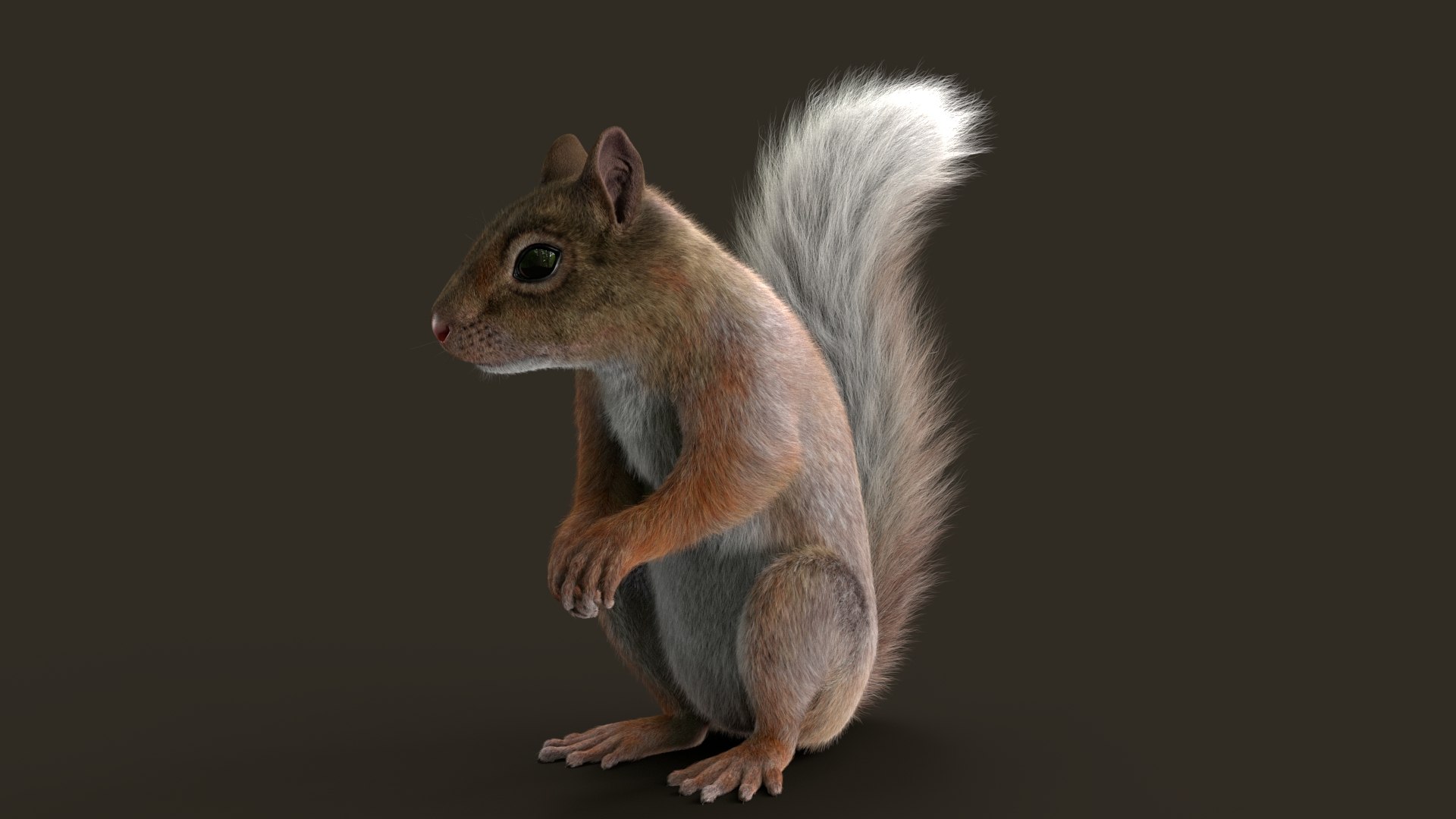 Brown Squirrel Fur 3D model https://p.turbosquid.com/ts-thumb/Mw/vjJR1P/EM/squeh/jpg/1750853645/1920x1080/fit_q87/381a883f641d0ccfc623ee0a328a69f26afa4054/squeh.jpg