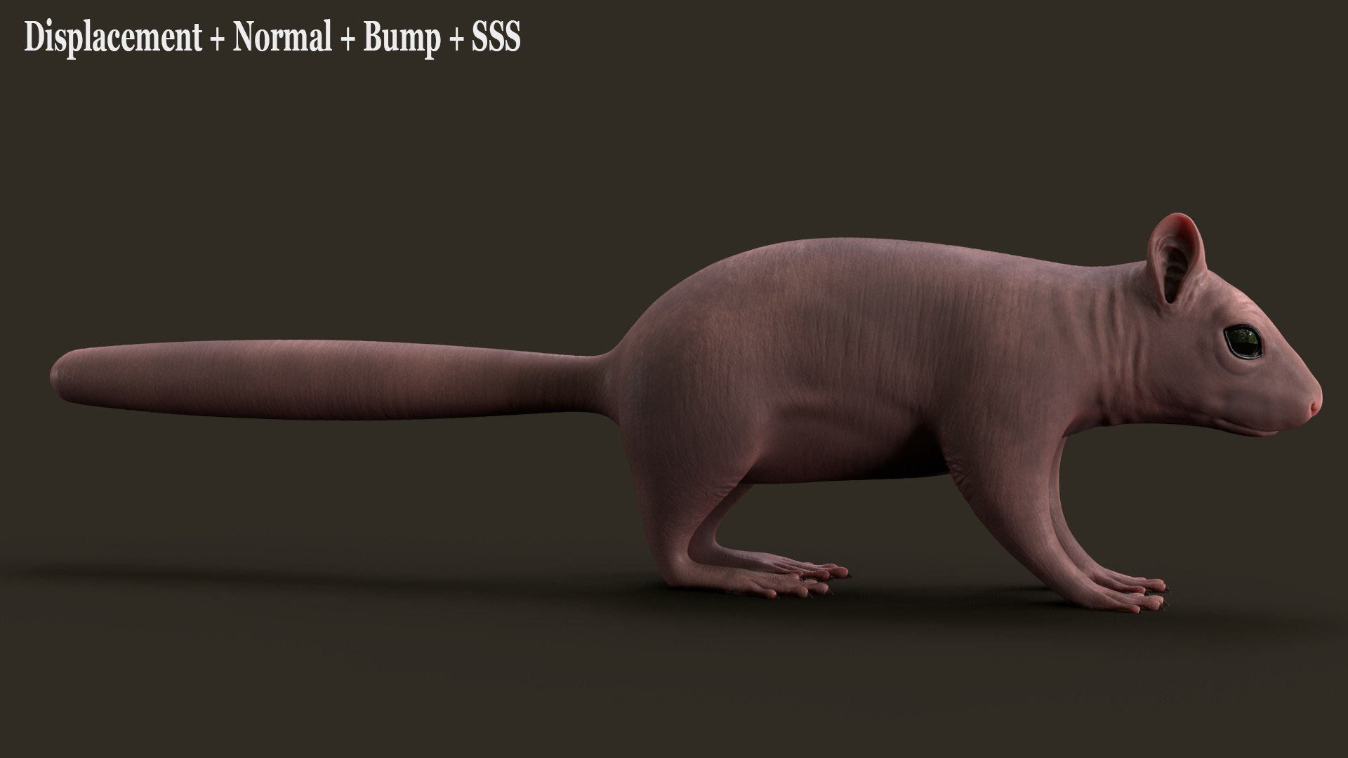 Brown Squirrel Fur 3D model https://p.turbosquid.com/ts-thumb/Mw/vjJR1P/SM/sa/jpg/1750856783/1920x1080/fit_q87/8cfa6d9752b2c4c1121b138b665fda0b914375df/sa.jpg