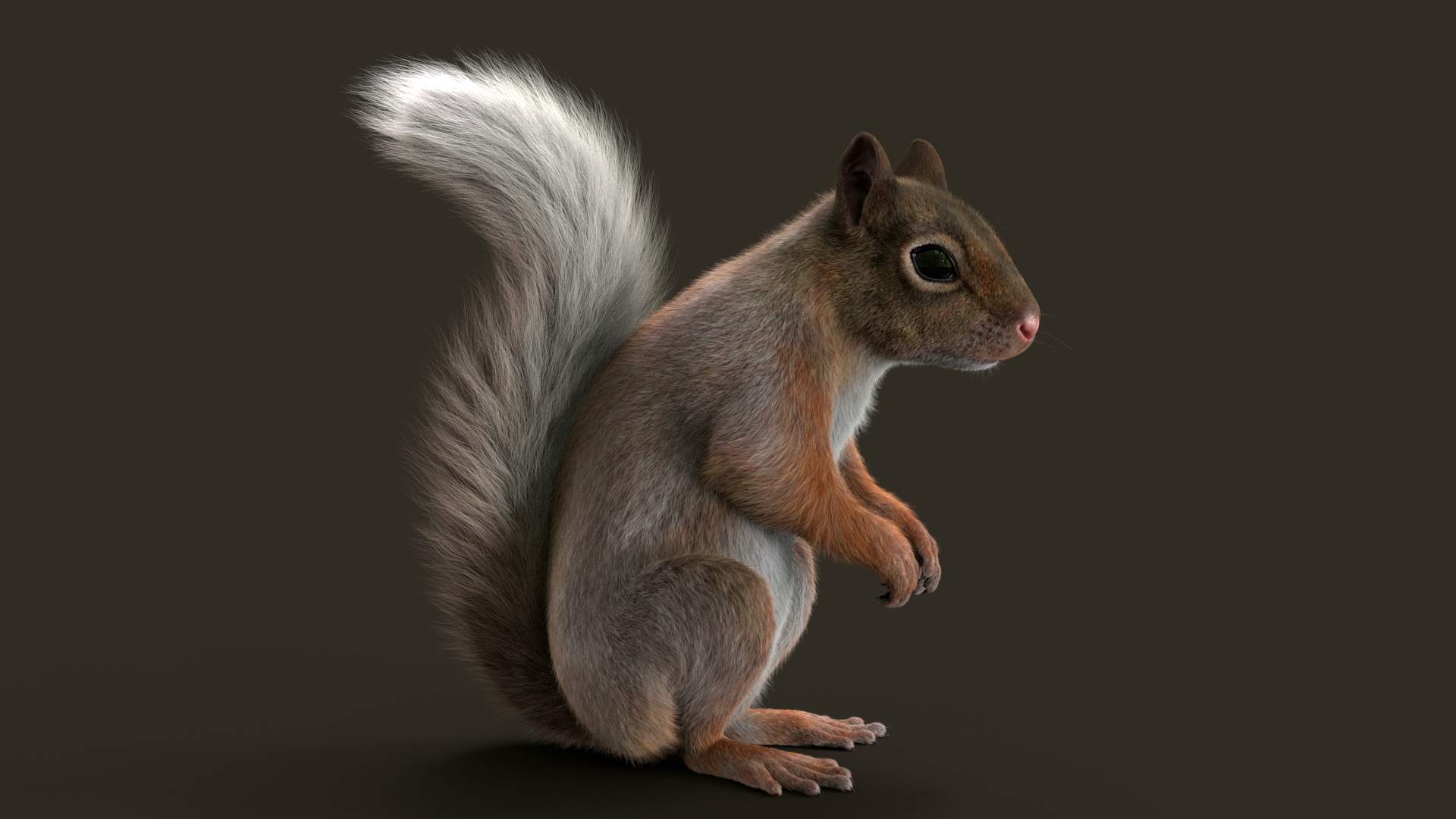 Brown Squirrel Fur 3D model https://p.turbosquid.com/ts-thumb/Mw/vjJR1P/Vt/sque/jpg/1750853760/1920x1080/turn_fit_q99/cd28f9a66f0dae388298fcda8f3bd51ab7d7fc7d/sque-1.jpg