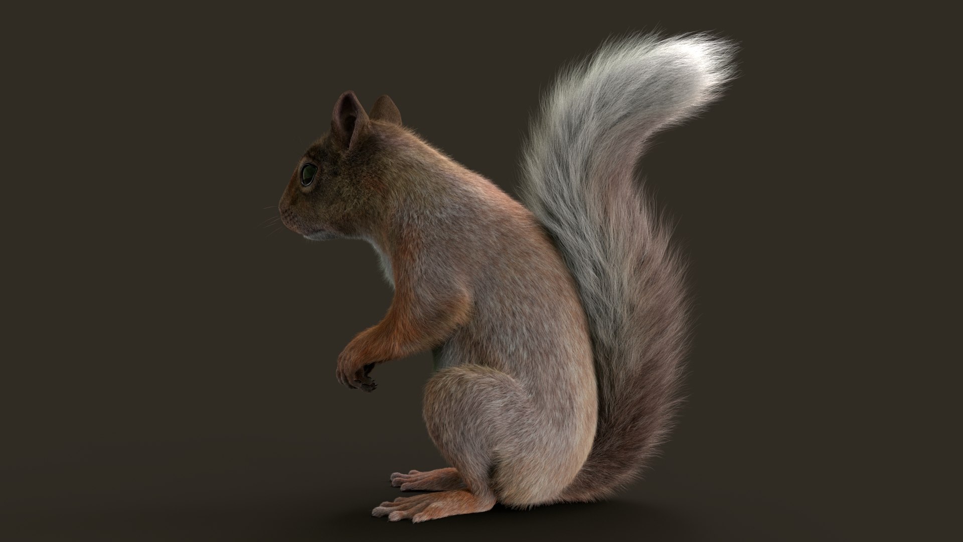 Brown Squirrel Fur 3D model https://p.turbosquid.com/ts-thumb/Mw/vjJR1P/W8/squed/jpg/1750853641/1920x1080/fit_q87/bf3f89ef94bb169612567ad4809fbe0bef4b680a/squed.jpg