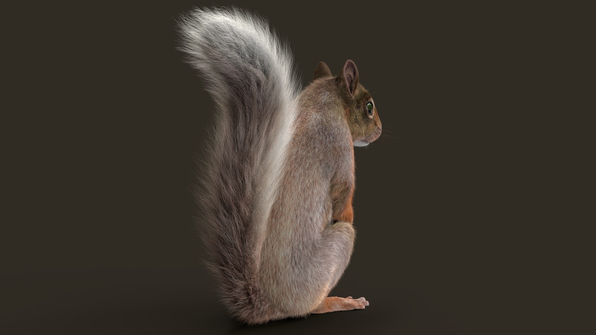 Brown Squirrel Fur 3D model https://p.turbosquid.com/ts-thumb/Mw/vjJR1P/fE/squeg/jpg/1750853644/1920x1080/fit_q87/b22a49a471a616e62a2cd80c38f718a6abb8474d/squeg.jpg