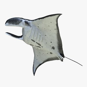 Manta Ray Pose 3