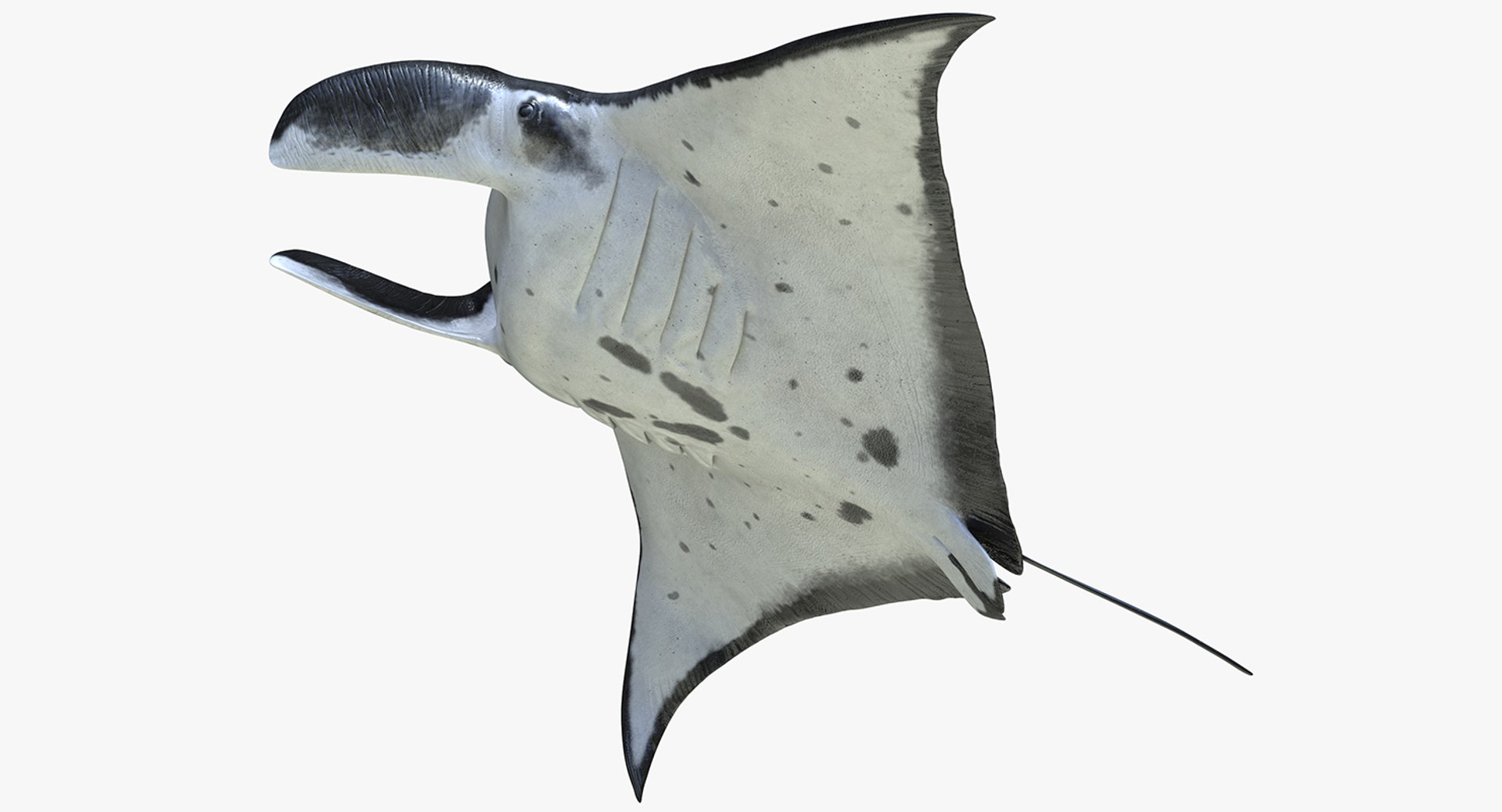 Manta Ray Pose 3 3D model preview