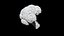 broccoli 3D CT scan model decimate 10percent