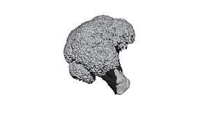 broccoli 3D CT scan model decimate 10percent 3D model