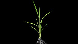 3D model NEW YOUNG PADDY PLANT FINALPOST 2011