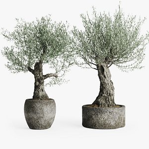 old olive trees stone model