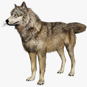 Realistic Wolf Game Ready Character model