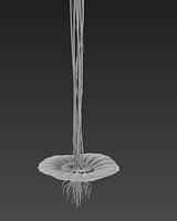 Flower like in Avatar