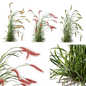 3D model HQ Plants Hordeum Jubatum Foxtail Barley Ornementale Orge Version04 Windy