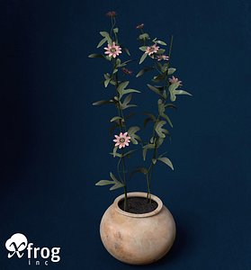 passion flower plants 3d model